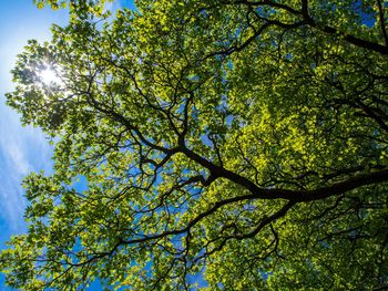 Low angle view of tree against sky