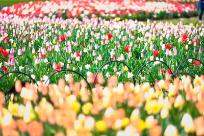 Close-up of multi colored tulips blooming on field