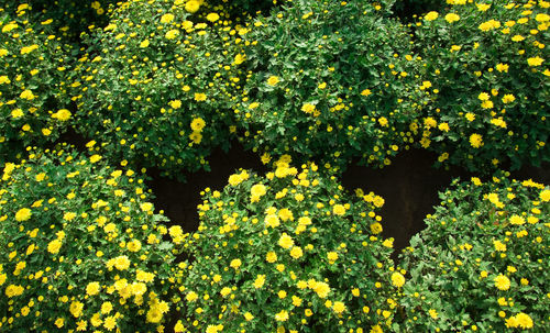 Close-up of yellow flowering plants