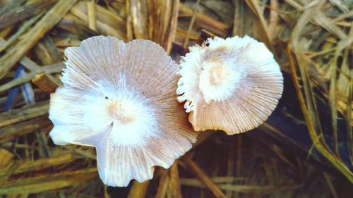 Close-up of mushrooms