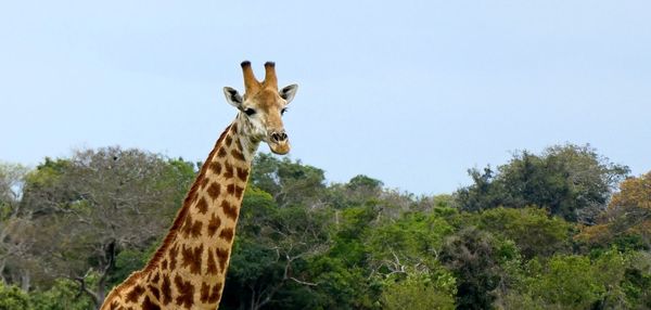 Portrait of giraffe on tree against sky