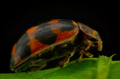 Close-up of insect over black background