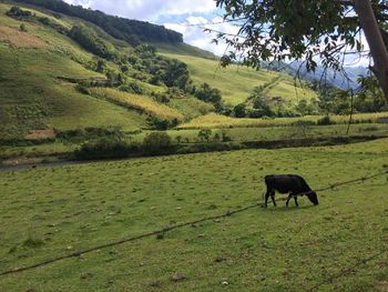 Horse grazing in a field