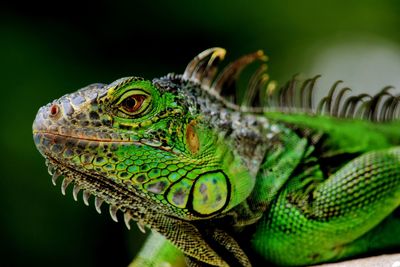 Close-up of lizard