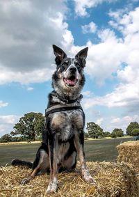 Portrait of dog against cloudy sky