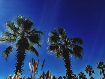 Low angle view of palm trees against blue sky