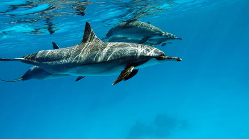 Close-up of fish swimming in sea