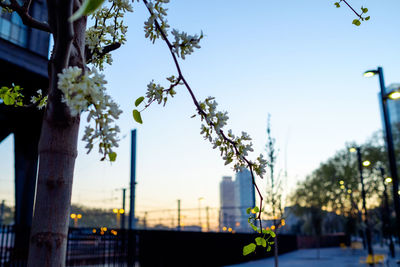 Trees in front of building