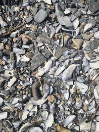 High angle view of shells on ground