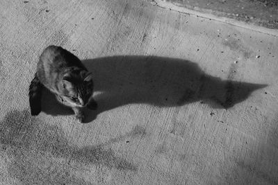 High angle view of a dog