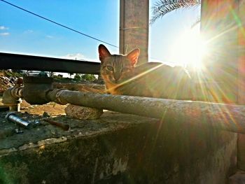 Sun shining through cat