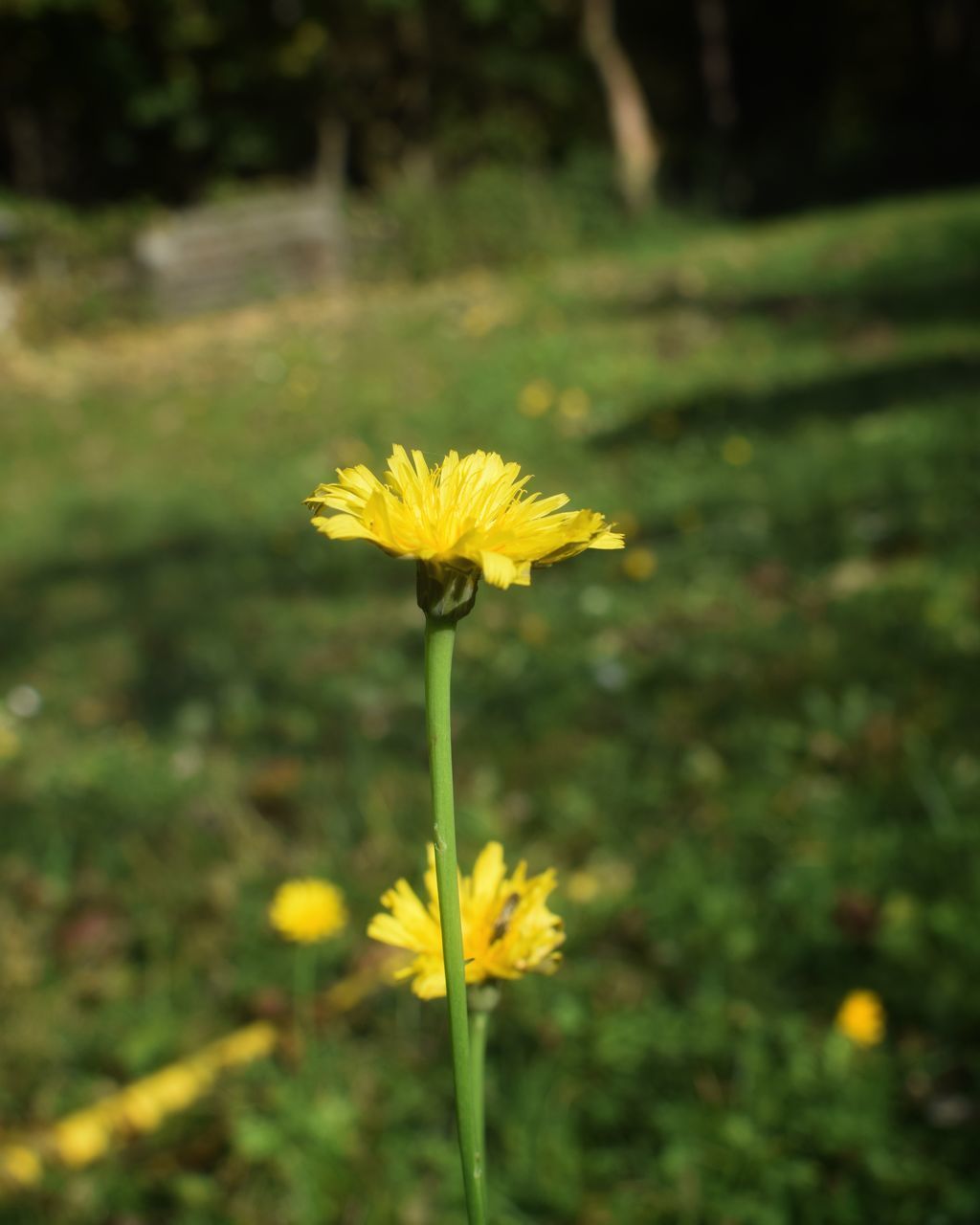 CLOSE-UP OF YELLOW FLOWER ON PLANT