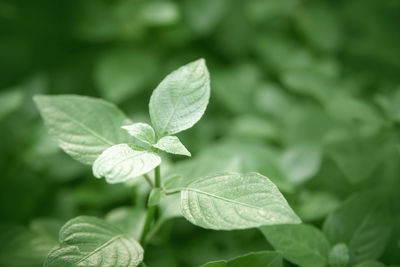 Close-up of plants growing outdoors