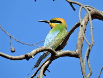 Low angle view of bird perching on tree against sky