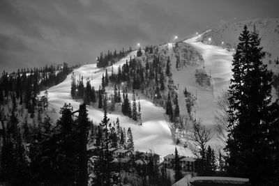 Panoramic view of trees in forest against sky