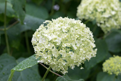 Close-up of white hydrangea