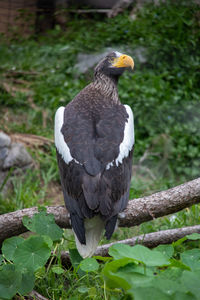 Close-up of eagle perching on branch