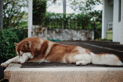 Cat lying down