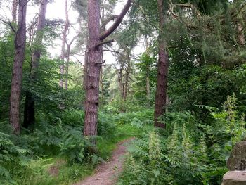 Trees in forest