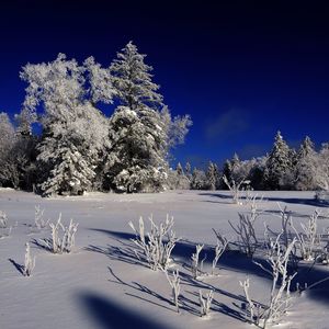 Snow covered trees