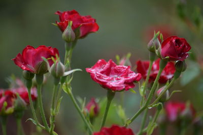 Close-up of pink roses