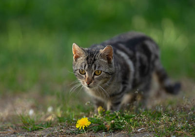 Portrait of a cat on field