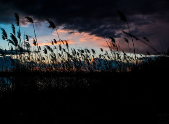 Silhouette plants against sky at sunset