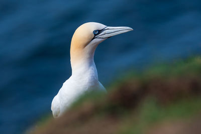 Close-up of a bird