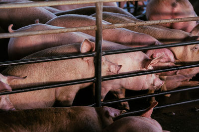 Cropped image of pigs on a cage
