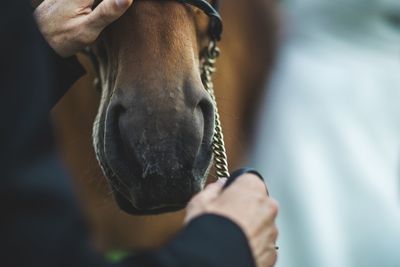 Cropped hand petting horse