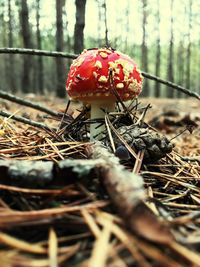 Close-up of fly agaric mushroom