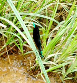 Close-up of insect on grass