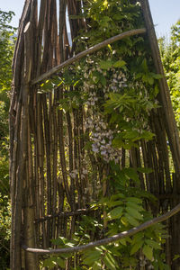 Low angle view of bamboo trees