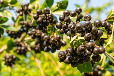 Close-up of berries growing on tree