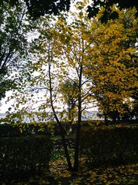 Trees in autumn