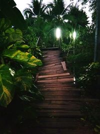 View of trees at night