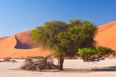 Trees on desert against clear sky