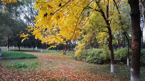 Trees and yellow leaves during autumn