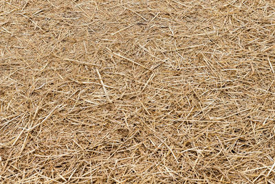 Full frame shot of hay in field