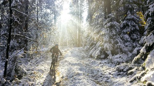 Scenic view of trees in forest during winter