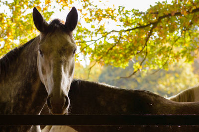 Close-up of horse against sky