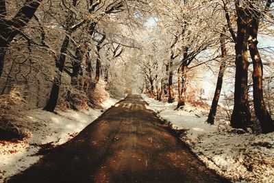 Dirt road amidst trees in forest