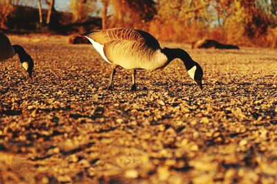 Ducks on field