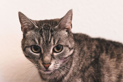 Close-up portrait of a cat