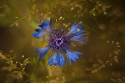 Close-up of purple blue flower