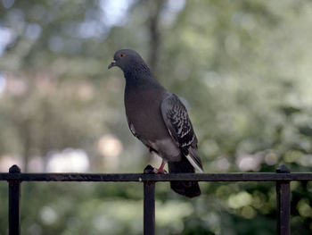 Close-up of bird perching on railing