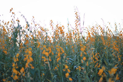 Close-up of plants growing on field against sky