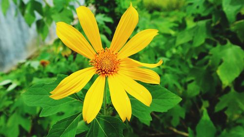 Close-up of yellow flower blooming outdoors