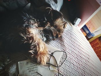 High angle view of dog sleeping on bed at home