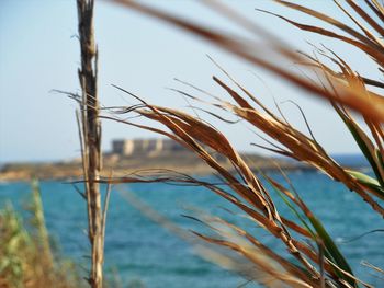 Close-up of stalks against the sky